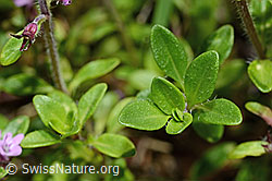 Thymus praecox ssp. polytrichus (C195659)