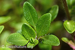 Thymus praecox ssp. polytrichus (C195660)