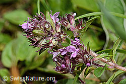 Thymus praecox ssp. polytrichus (C195661)