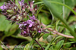 Thymus praecox ssp. polytrichus (C195662)