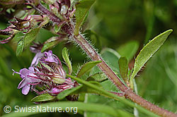 Thymus praecox ssp. polytrichus (C195665)