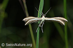 Merrifieldia leucodactyla (Federmotte) (26.06.2021, C195674)
