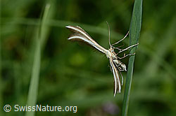 Photo: Merrifieldia leucodactyla
