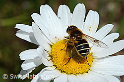 Glänzende Keilfleckschwebfliege (Eristalis rupium) auf Gewöhnlicher Wiesen-Margerite (Leucanthemum vulgare) (C195681) Glänzende Keilfleckschwebfliege (Eristalis rupium) auf Gewöhnlicher Wiesen-Margerite (Leucanthemum vulgare) (C195681)