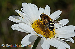 Glänzende Keilfleckschwebfliege (Eristalis rupium) auf Gewöhnlicher Wiesen-Margerite (Leucanthemum vulgare) (C195683) Glänzende Keilfleckschwebfliege (Eristalis rupium) auf Gewöhnlicher Wiesen-Margerite (Leucanthemum vulgare) (C195683)