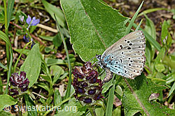 Schwarzfleckiger Ameisenbläuling (Phengaris arion) auf Gemeine Brunelle (Prunella vulgaris)