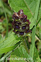 Gemeine Brunelle (Prunella vulgaris) (C195713) Gemeine Brunelle (Prunella vulgaris) (C195713)