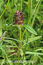 Gemeine Brunelle (Prunella vulgaris) (C195718) Gemeine Brunelle (Prunella vulgaris) (C195718)