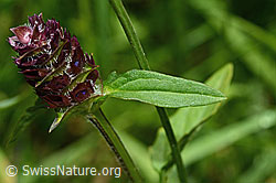 Gemeine Brunelle (Prunella vulgaris) (C195719) Gemeine Brunelle (Prunella vulgaris) (C195719)