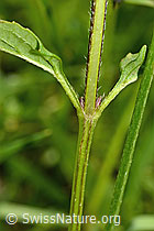 Gemeine Brunelle (Prunella vulgaris) (C195721) Gemeine Brunelle (Prunella vulgaris) (C195721)