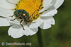 Smaragd-Fallkäfer (Cryptocephalus aureolus) auf Gewöhnlicher Wiesen-Margerite (Leucanthemum vulgare) (26.06.2021, C195763)