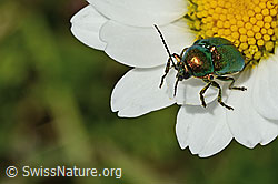 Cryptocephalus aureolus on Leucanthemum vulgare (C195766)