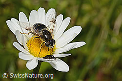 Glänzende Keilfleckschwebfliege (Eristalis rupium) auf Gewöhnlicher Wiesen-Margerite (Leucanthemum vulgare) (C195777) Glänzende Keilfleckschwebfliege (Eristalis rupium) auf Gewöhnlicher Wiesen-Margerite (Leucanthemum vulgare) (C195777)