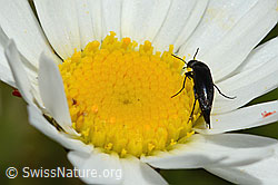 Mordella brachyura on Leucanthemum vulgare (C195782)