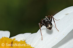 Formica fusca on Leucanthemum vulgare (C195796)
