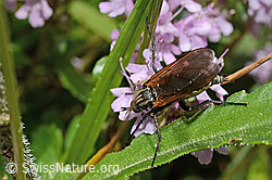 Gewürfelte Tanzfliege (Empis tesselata) auf Vielhaarigem Thymian (Thymus praecox ssp. polytrichus) (26.06.2021, C195798)