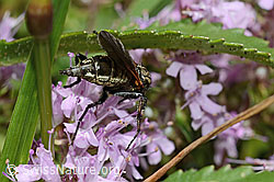 Empis tesselata on Thymus praecox ssp. polytrichus (C195800)