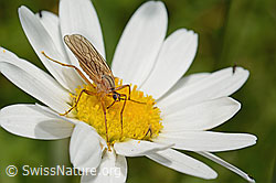 Empis digramma (Tanzfliege) auf Gewöhnlicher Wiesen-Margerite (Leucanthemum vulgare) (26.06.2021, C195811)