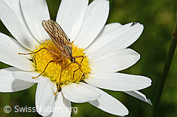 Empis digramma on Leucanthemum vulgare (C195812)