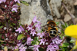 Glänzende Keilfleckschwebfliege (Eristalis rupium) auf Vielhaarigem Thymian (Thymus praecox ssp. polytrichus) (C195825) Glänzende Keilfleckschwebfliege (Eristalis rupium) auf Vielhaarigem Thymian (Thymus praecox ssp. polytrichus) (C195825)