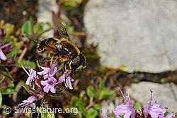 Glänzende Keilfleckschwebfliege (Eristalis rupium) auf Vielhaarigem Thymian (Thymus praecox ssp. polytrichus) (C195826) Glänzende Keilfleckschwebfliege (Eristalis rupium) auf Vielhaarigem Thymian (Thymus praecox ssp. polytrichus) (C195826)