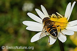 Eristalis pertinax on Leucanthemum vulgare (C195828)