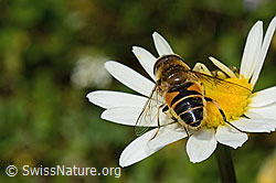 Eristalis pertinax on Leucanthemum vulgare (C195830)