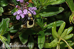 Hummel-Waldschwebfliege (Volucella bombylans var. plumata) auf Vielhaarigem Thymian (Thymus praecox ssp. polytrichus) (C195831)