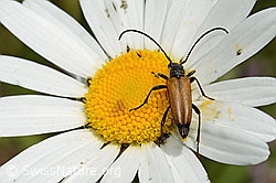 Schwarzspitziger Halsbock (Stictoleptura fulva) auf Gewöhnlicher Wiesen-Margerite (Leucanthemum vulgare) (26.06.2021, C195836)
