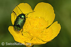Cryptocephalus aureolus on flower (C195839) Cryptocephalus aureolus on flower (C195839)