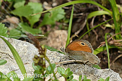 Kleines Wiesenvögelchen (Coenonympha pamphilus) (C195842) Kleines Wiesenvögelchen (Coenonympha pamphilus) (C195842)