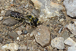 Hahnenfuss-Scherenbiene (Chelostoma florisomne) (26.06.2021, C195846)