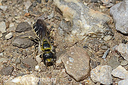Hahnenfuss-Scherenbiene (Chelostoma florisomne) (C195847)