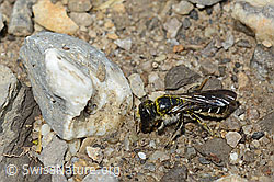Hahnenfuss-Scherenbiene (Chelostoma florisomne) (C195849)