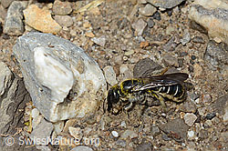 Hahnenfuss-Scherenbiene (Chelostoma florisomne) (C195850)