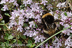 Hellgelbe Erdhummel (Bombus lucorum) auf Vielhaarigem Thymian (Thymus praecox ssp. polytrichus) (26.06.2021, C195861)