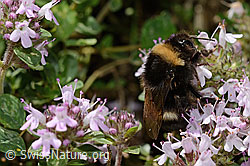 Bombus lucorum on Thymus praecox ssp. polytrichus (C195865)