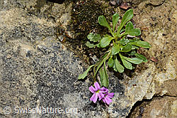 Leberbalsam (Erinus alpinus) (C195883) Leberbalsam (Erinus alpinus) (C195883)