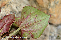 Schildblättriger Ampfer (Rumex scutatus) (C199104) Schildblättriger Ampfer (Rumex scutatus) (C199104)