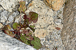 Schildblättriger Ampfer (Rumex scutatus) (C199105) Schildblättriger Ampfer (Rumex scutatus) (C199105)