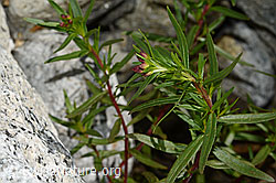 Fleischers Weidenröschen (Epilobium fleischeri) (C199107) Fleischers Weidenröschen (Epilobium fleischeri) (C199107)