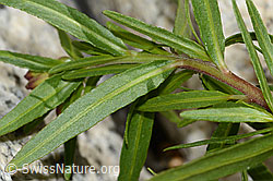 Fleischers Weidenröschen (Epilobium fleischeri) (C199111) Fleischers Weidenröschen (Epilobium fleischeri) (C199111)