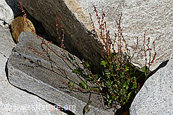 Schildblättriger Ampfer (Rumex scutatus) (C199118) Schildblättriger Ampfer (Rumex scutatus) (C199118)