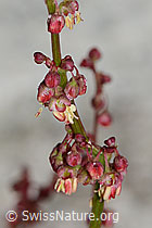 Schildblättriger Ampfer (Rumex scutatus) (C199119) Schildblättriger Ampfer (Rumex scutatus) (C199119)
