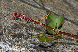 Schildblättriger Ampfer (Rumex scutatus) (C199120) Schildblättriger Ampfer (Rumex scutatus) (C199120)