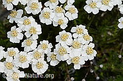 Achillea erba-rotta (C199149)