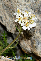 Achillea erba-rotta (C199151)