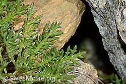 Achillea erba-rotta (C199157)