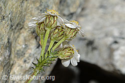 Achillea erba-rotta (C199168)