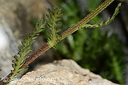 Achillea erba-rotta (C199169)